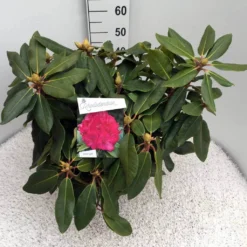 Rhododendron (Rhododendron 'American Beauty') -Aanbiedingen Tuin Verrassing Winkel rho. p. a. beauty c10 50 cm