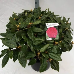 Rhododendron (Rhododendron 'American Beauty') -Aanbiedingen Tuin Verrassing Winkel rho. pierce amercian beauty c40