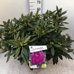 Rhododendron (Rhododendron 'Polarnacht') -Aanbiedingen Tuin Verrassing Winkel rho. polarnacht c20