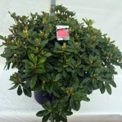 Rhododendron (Rhododendron 'Red Jack') -Aanbiedingen Tuin Verrassing Winkel rho. red jack c80