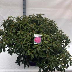 Rhododendron (Rhododendron 'Roseum Elegans') -Aanbiedingen Tuin Verrassing Winkel rho. roseum elegans c80