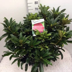 Rhododendron (Rhododendron 'Wilgen's Ruby') -Aanbiedingen Tuin Verrassing Winkel rho. wilgens ruby c20