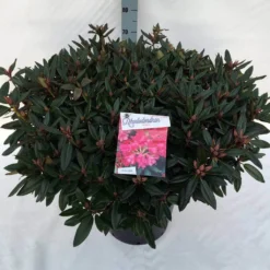 Rhododendron (Rhododendron 'Winsome') -Aanbiedingen Tuin Verrassing Winkel rho. winsome c30