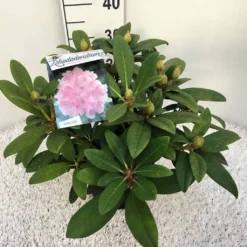 Rhododendron (Rhododendron 'Doc') -Aanbiedingen Tuin Verrassing Winkel rho. y doc c5