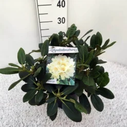 Rhododendron (Rhododendron 'Flava') 7 Rhododendron (Rhododendron 'Flava') -Aanbiedingen Tuin Verrassing Winkel rho. y flava c5