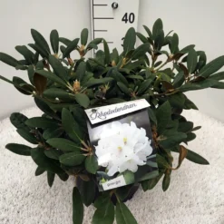 Dwergrhododendron (Rhododendron 'Porzellan') -Aanbiedingen Tuin Verrassing Winkel rho. y porzelan c10