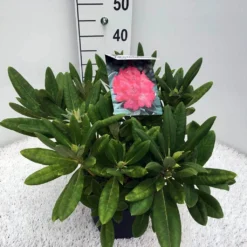 Dwergrhododendron (Rhododendron 'Sweet Sue') -Aanbiedingen Tuin Verrassing Winkel rho. y sweet sue c5