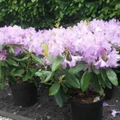 Rhododendron (Rhododendron Catawbiense 'Boursault') -Aanbiedingen Tuin Verrassing Winkel rhodo boursault 2