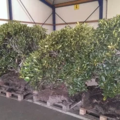 Rhododendron (Rhododendron 'Cunningham White') 35 Rhododendron (Rhododendron 'Cunningham White') -Aanbiedingen Tuin Verrassing Winkel rhodo cun white