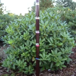 Rhododendron (Rhododendron 'Cunningham White') 37 Rhododendron (Rhododendron 'Cunningham White') -Aanbiedingen Tuin Verrassing Winkel rhodod cun white 1