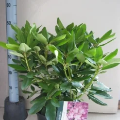 Rhododendron (Rhododendron Catawbiense 'Boursault') -Aanbiedingen Tuin Verrassing Winkel rhododendron boursault c5 aug