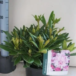 Dwergrhododendron (Rhododendron 'Caroline Allbrook') -Aanbiedingen Tuin Verrassing Winkel rhododendron caroline allbrook c5 aug