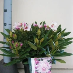 Dwergrhododendron (Rhododendron 'Caroline Allbrook') -Aanbiedingen Tuin Verrassing Winkel rhododendron caroline allbrook c5 sept