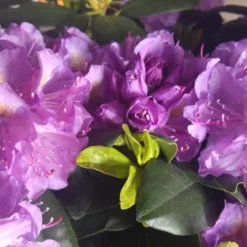 Rhododendron (Rhododendron Catawbiense 'Grandiflorum')