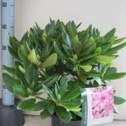 Rhododendron (Rhododendron 'Cosmopolitan') -Aanbiedingen Tuin Verrassing Winkel rhododendron cosmopolotan c5 aug