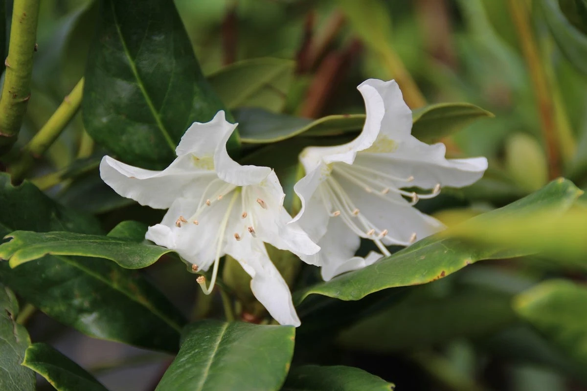 Rhododendron (Rhododendron 'Cunningham White') 2 Rhododendron (Rhododendron 'Cunningham White') - Afbeelding 2
