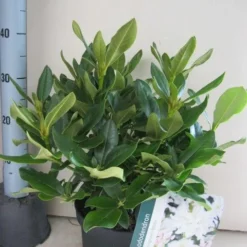 Rhododendron (Rhododendron 'Cunningham White') 33 Rhododendron (Rhododendron 'Cunningham White') -Aanbiedingen Tuin Verrassing Winkel rhododendron cunninghams white c5 aug