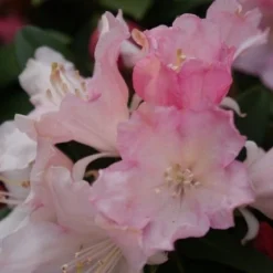 Dwergrhododendron (Rhododendron 'Dreamland') -Aanbiedingen Tuin Verrassing Winkel rhododendron dreamland 3