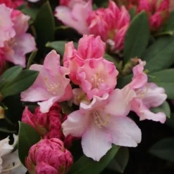 Dwergrhododendron (Rhododendron 'Dreamland') -Aanbiedingen Tuin Verrassing Winkel rhododendron dreamland 4