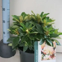 Dwergrhododendron (Rhododendron 'Golden Torch') -Aanbiedingen Tuin Verrassing Winkel rhododendron golden torch c5 aug