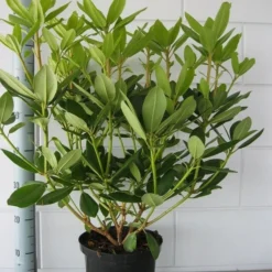 Rhododendron (Rhododendron Catawbiense 'Grandiflorum') -Aanbiedingen Tuin Verrassing Winkel rhododendron grandiflorum 50 60 1