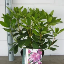 Rhododendron (Rhododendron Catawbiense 'Grandiflorum') -Aanbiedingen Tuin Verrassing Winkel rhododendron grandiflorum c5 01 06 2017 kopie 1