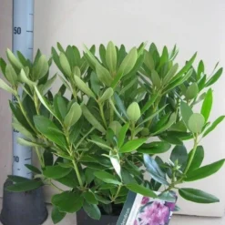 Rhododendron (Rhododendron Catawbiense 'Grandiflorum') -Aanbiedingen Tuin Verrassing Winkel rhododendron grandiflorum c5 aug