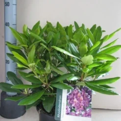 Rhododendron (Rhododendron 'Marcel Menard') -Aanbiedingen Tuin Verrassing Winkel rhododendron marcel menard c5 aug
