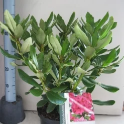 Rhododendron (Rhododendron 'Nova Zembla') -Aanbiedingen Tuin Verrassing Winkel rhododendron nova zembla c5 aug 1