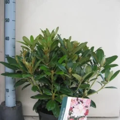 Rhododendron (Rhododendron 'Percy Wiseman') 16 Rhododendron (Rhododendron 'Percy Wiseman') -Aanbiedingen Tuin Verrassing Winkel rhododendron percy wiceman c5 aug