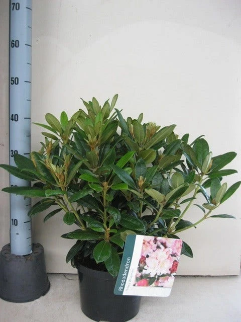 Rhododendron (Rhododendron 'Percy Wiseman') 3 Rhododendron (Rhododendron 'Percy Wiseman') - Afbeelding 3