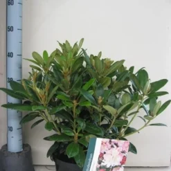 Rhododendron (Rhododendron 'Percy Wiseman') 27 Rhododendron (Rhododendron 'Percy Wiseman') -Aanbiedingen Tuin Verrassing Winkel rhododendron percy wiceman c5 aug 1
