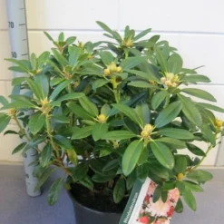Rhododendron (Rhododendron 'Percy Wiseman') 17 Rhododendron (Rhododendron 'Percy Wiseman') -Aanbiedingen Tuin Verrassing Winkel rhododendron percy wiseman c12 november 1