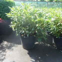 Rhododendron (Rhododendron 'Roseum Elegans') -Aanbiedingen Tuin Verrassing Winkel rhododendron roseum elegans 60 80 cont