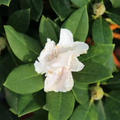 Dwergrhododendron (Rhododendron 'Golden Torch') -Aanbiedingen Tuin Verrassing Winkel rhododendron y. golden torch 2