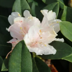 Dwergrhododendron (Rhododendron 'Golden Torch') -Aanbiedingen Tuin Verrassing Winkel rhododendron y. golden torch 3