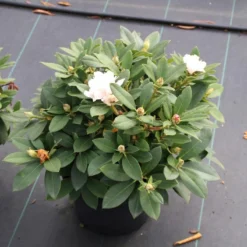 Dwergrhododendron (Rhododendron 'Golden Torch') -Aanbiedingen Tuin Verrassing Winkel rhododendron y. golden torch 5