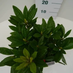 Rhododendron (Rhododendron 'Rocket') 13 Rhododendron (Rhododendron 'Rocket') -Aanbiedingen Tuin Verrassing Winkel rocket c2 boven