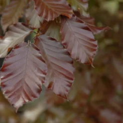 Rode Beuk Als Leiboom (Fagus Sylvatica 'Atropurpurea')