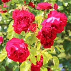 Klimroos (Rosa 'Grand Hotel') -Aanbiedingen Tuin Verrassing Winkel rosa grand hotel