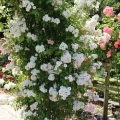 Miniklimroos (Rosa 'Guirlande D'Amour') -Aanbiedingen Tuin Verrassing Winkel rosa guirlande d amour