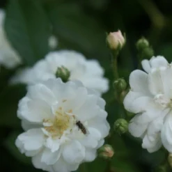Miniklimroos (Rosa 'Guirlande D'Amour') -Aanbiedingen Tuin Verrassing Winkel rosa guirlande d amour 1