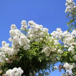 Miniklimroos (Rosa 'Guirlande D'Amour') -Aanbiedingen Tuin Verrassing Winkel rosa guirlande d amour 2 2