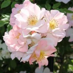 Miniklimroos (Rosa 'Open Arms') -Aanbiedingen Tuin Verrassing Winkel rosa open arms