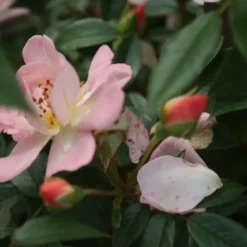 Miniklimroos (Rosa 'Open Arms') -Aanbiedingen Tuin Verrassing Winkel rosa open arms 1