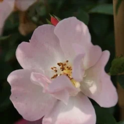 Miniklimroos (Rosa 'Open Arms') -Aanbiedingen Tuin Verrassing Winkel rosa open arms 2