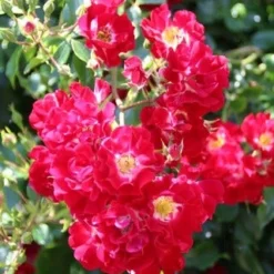 Miniklimroos (Rosa 'Rambling Rosie') -Aanbiedingen Tuin Verrassing Winkel rosa rambling rosie
