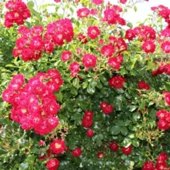 Miniklimroos (Rosa 'Rambling Rosie') -Aanbiedingen Tuin Verrassing Winkel rosa rambling rosie 2