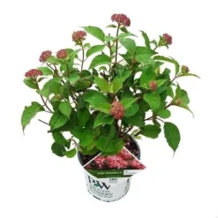 Hortensia (Hydrangea 'Ruby Annabelle') -Aanbiedingen Tuin Verrassing Winkel ruby annabelle