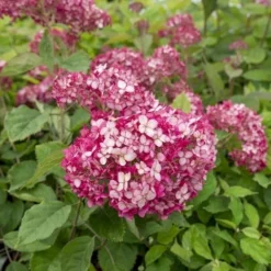 Hortensia (Hydrangea 'Ruby Annabelle') -Aanbiedingen Tuin Verrassing Winkel ruby annabelle 5